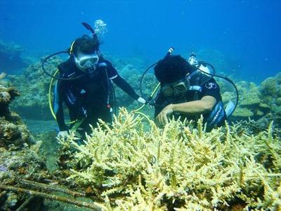 巴厘岛珊瑚重建体验之旅(国际义工项目)