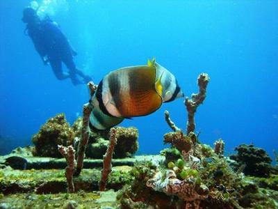 巴厘岛珊瑚重建体验之旅(国际义工项目)