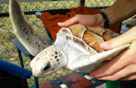 斯里兰卡海龟保护营(国际义工项目)